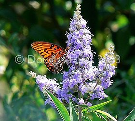 butterfly plants in action, gardening, outdoor living, A gulf fritllary butterfly Agraulis vanillae sipping nectar from a chaste tree Vitex agnus castus a great plant for attracting bees and butterflies