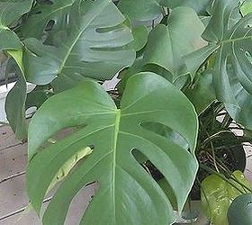 split leaf philodendron in n georgia can it survive the winter