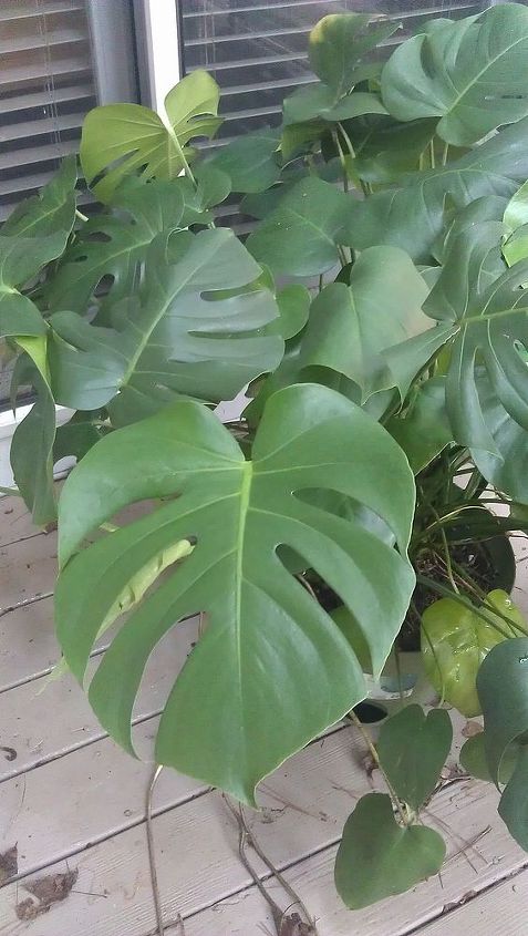 filodendron de folhas divididas do norte da gergia pode sobreviver ao inverno