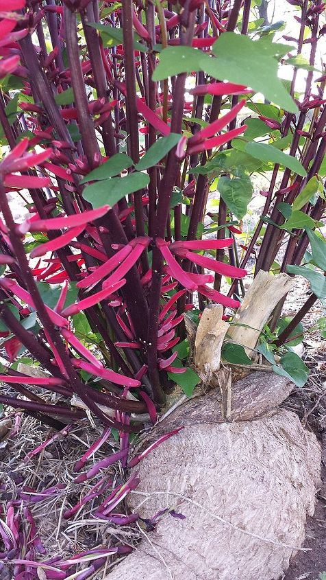 can anyone identify this plant, gardening, This is the massive root that slightly protrudes out of the ground