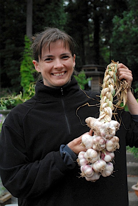 braiding garlic, gardening, Tie the braid off above the last fold leaving string for hanging