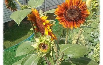 Sunflowers 2013