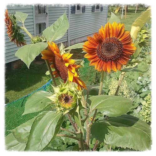 sunflowers 2013, gardening, evening sun mix