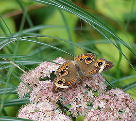today s garden visitors, gardening, pets animals, Common buckeye on sedum Matrona I personally don t see anything common about it