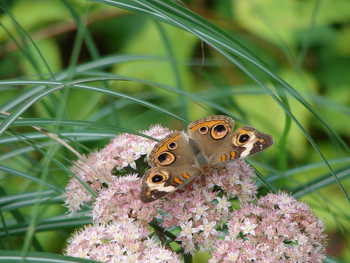 today s garden visitors, gardening, pets animals, Common buckeye on sedum Matrona I personally don t see anything common about it