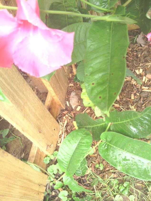 spots, gardening