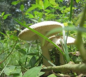 mushrooms, gardening