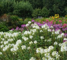 stan hywet s great garden part 2 the cutting garden, flowers, gardening, landscape, Waves of white purple and pink Cleome in front of a row of zinnias