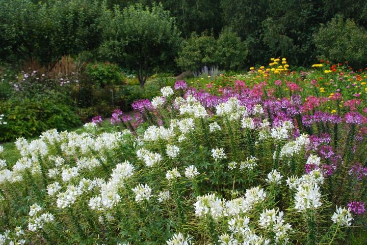 stan hywet s great garden part 2 the cutting garden, flowers, gardening, landscape, Waves of white purple and pink Cleome in front of a row of zinnias