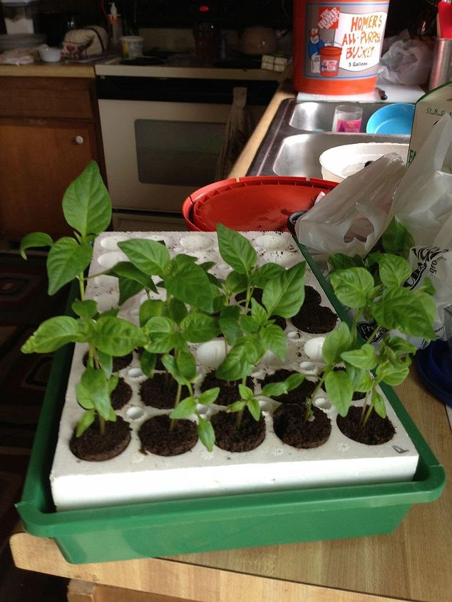 tomatoes and sweet peppers transplanted, gardening, Sweet Bell peppers before transplanting Healthy and string
