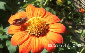 Made My Day ,  Butterflies and Bee's Still Lingering About. A Monarch