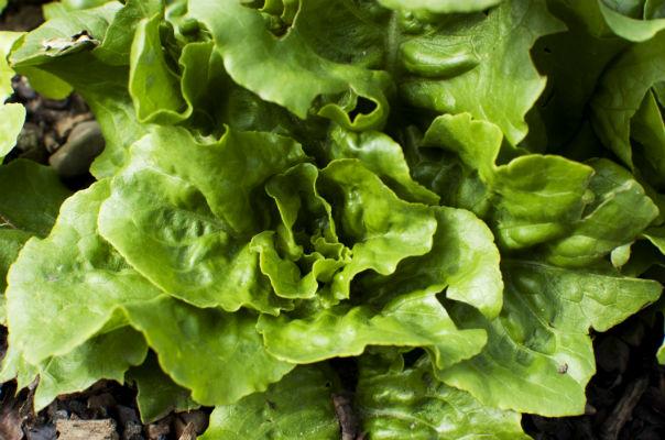 the 16 best healthy edible plants to grow indoors, gardening, Just like microgreens salad greens which include iceberg spinach romaine red leaf and arugula are chock full of vitamins A C and K and also contain folate and iron