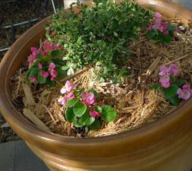 beginning to look like spring, Wax begonias under planting boxwoods in patio pots