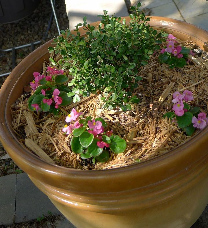 beginning to look like spring, Wax begonias under planting boxwoods in patio pots