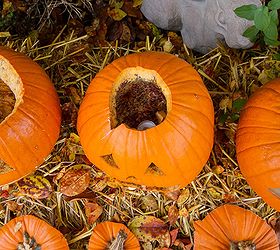 the best way to preserve pumpkins, gardening, Vaseline Silica Gel Wet And Forget