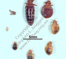 bed bugs facts and info, pest control, common bed bug life cycle
