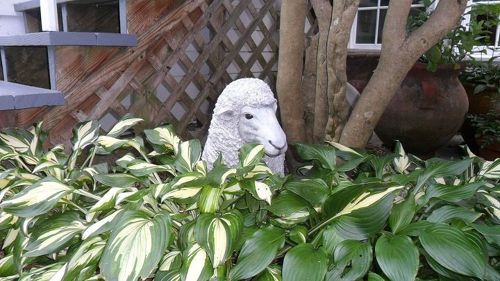 gardening in charlotte nc, flowers, gardening, landscape, succulents, When I was growing up in Ireland we raised sheep on our family farm My husband gave me this guy as a nostalgic accent