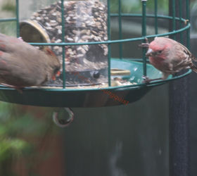 addendum to a post bird feeder protector, outdoor living, pets animals, I featured this image of Cam mingling with a house finch at my feeder on Cornell s FB Page