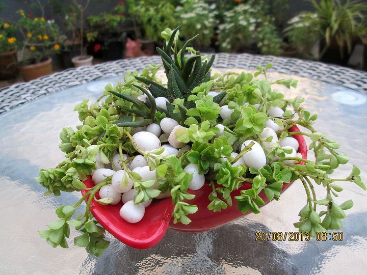 another succulent container, container gardening, flowers, gardening, succulents