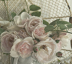 antique roses, gardening