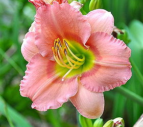 tips on growing daylilies, container gardening, flowers, gardening, perennials, When planting your bareroot Daylily dig a hole deep and wide enough to accommodate the roots Spread out the thick roots in the hole and place the plant so the crown where the leaves meet the roots is 1in below the surface of the soil