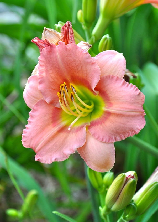 tips on growing daylilies, container gardening, flowers, gardening, perennials, When planting your bareroot Daylily dig a hole deep and wide enough to accommodate the roots Spread out the thick roots in the hole and place the plant so the crown where the leaves meet the roots is 1in below the surface of the soil