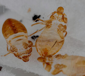 bed bugs facts and info, pest control, shed skins