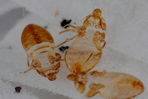 bed bugs facts and info, pest control, shed skins
