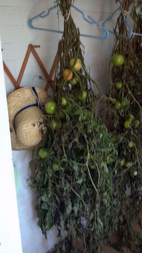 save the tom toms freeze warning, gardening, I cut long vines instead of pulling them up After three days the tomatoes are turning pink One fell and the tomatoes fell off