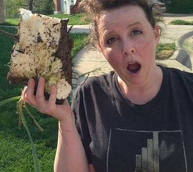 get the yucca out of my yard, This partial tuber is as big as my head