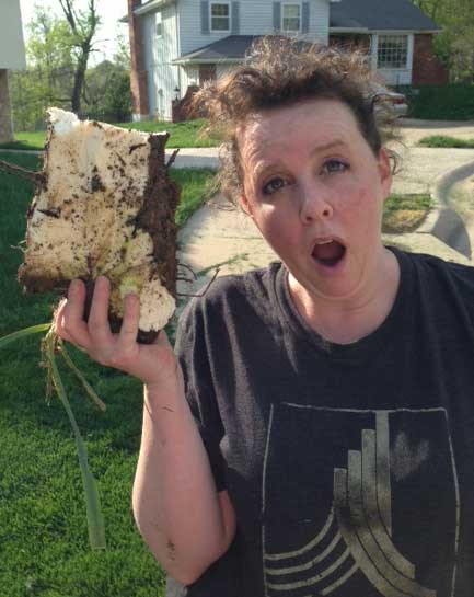 get the yucca out of my yard, This partial tuber is as big as my head
