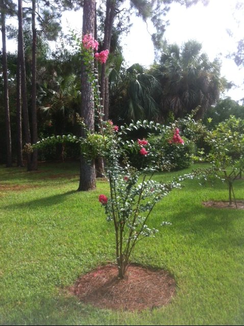 crape myrtle question, gardening, This was last years photo of it