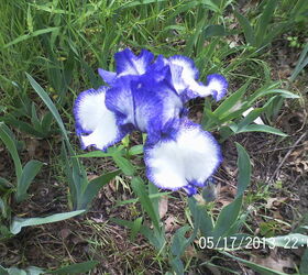 just some of the flowers in our yard, flowers, gardening, Iris