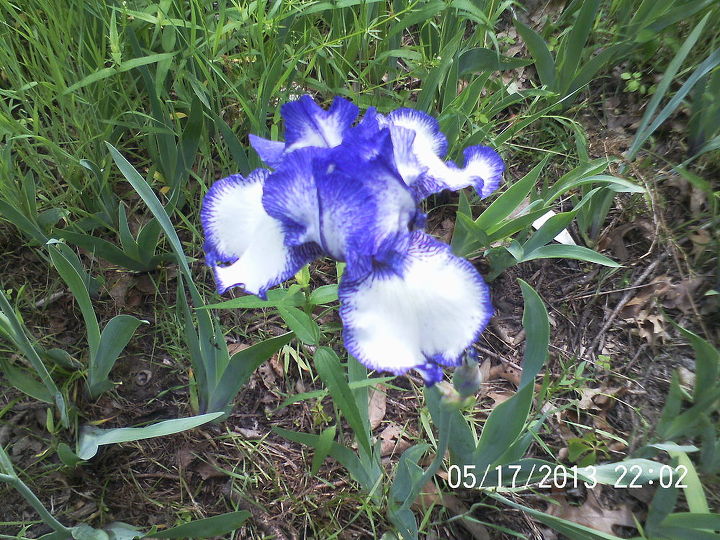 just some of the flowers in our yard, flowers, gardening, Iris
