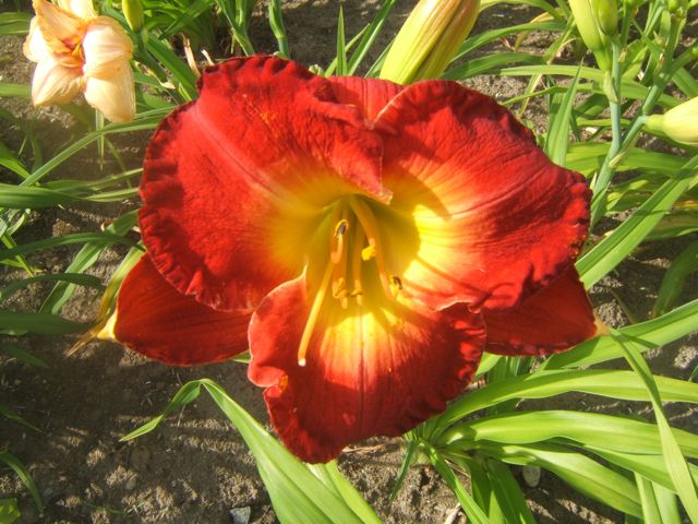 red hot mamas, flowers, gardening, Daylily Forever Redeemed is just one of many many bright red daylilies
