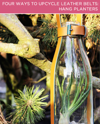 4 ways to upcycle leather belts, crafts, A new home for air plants