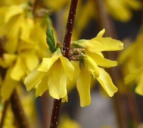 how grows your spring, flowers, gardening, Forsythia heralds spring s arrival