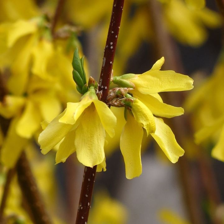 how grows your spring, flowers, gardening, Forsythia heralds spring s arrival