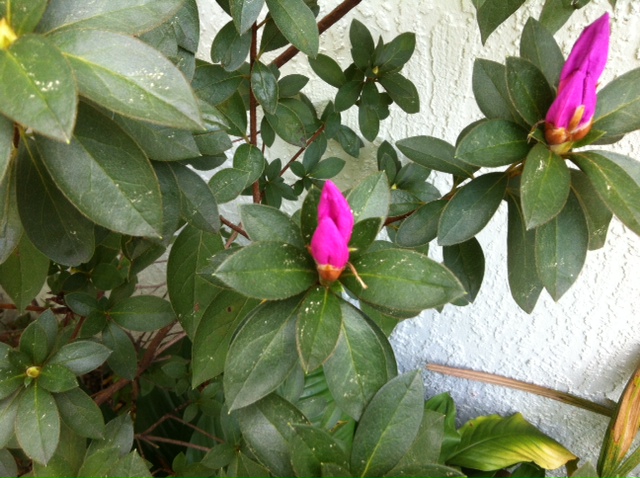 q plant id help needed please, flowers, gardening, close up of the 2 pink flowers currently there