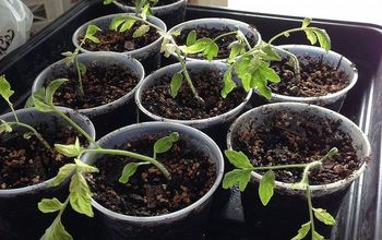 Tomatoes and Sweet Peppers transplanted