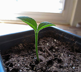 start your own lemon trees from seed, gardening, homesteading, Seedling at a few weeks old