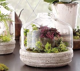 5 gorgeous ways to use succulents, flowers, gardening, succulents, terrarium, Glass domes and terrariums are showstoppers when filled with succulents and mosses This dome from World Market would look great with succulents nestled inside