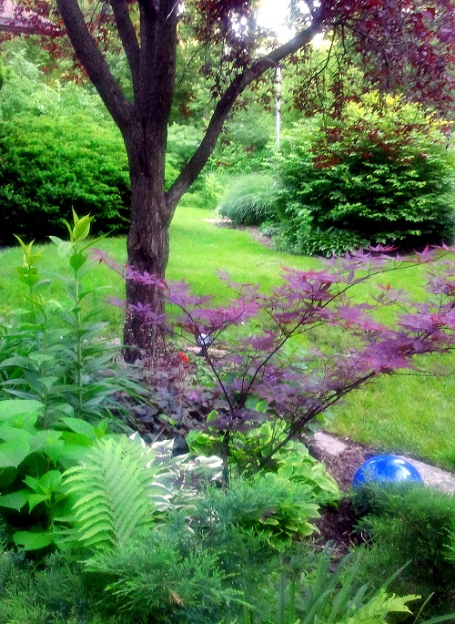 into my garden, gardening, Semi Shade bed with Japanese Maple