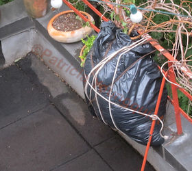 urban hedges part three b kiwi vines, pets animals, urban living, Kiwi Vines View One in a body bag to clear the way for a major repair