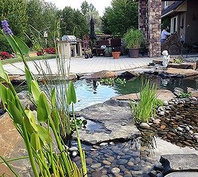 pond makeover on 15 year old pond installation, outdoor living, ponds water features, from the wetland across to the patio
