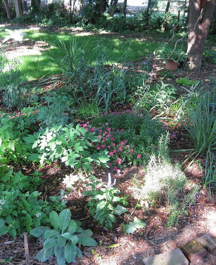 perennial garden, flowers, gardening, perennials, Lambs ear rosemary spiderwort