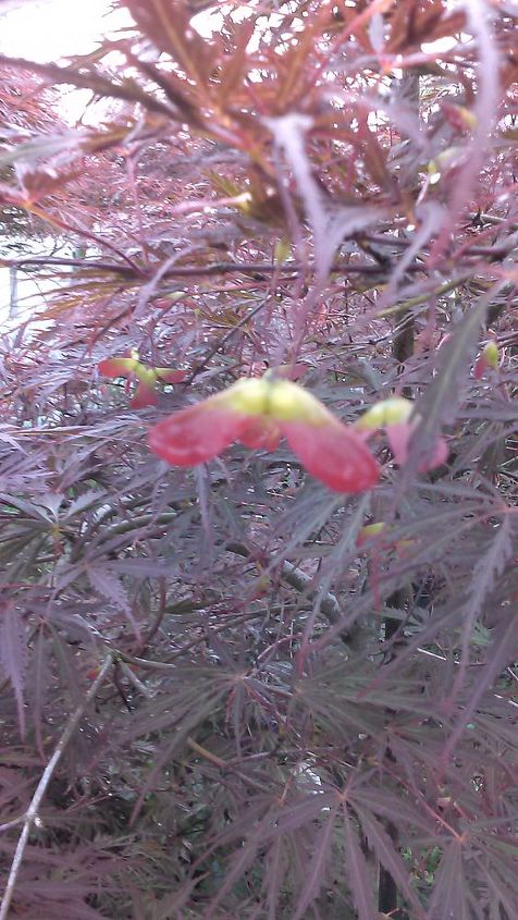 my love affair, Seed on Tamukeyama