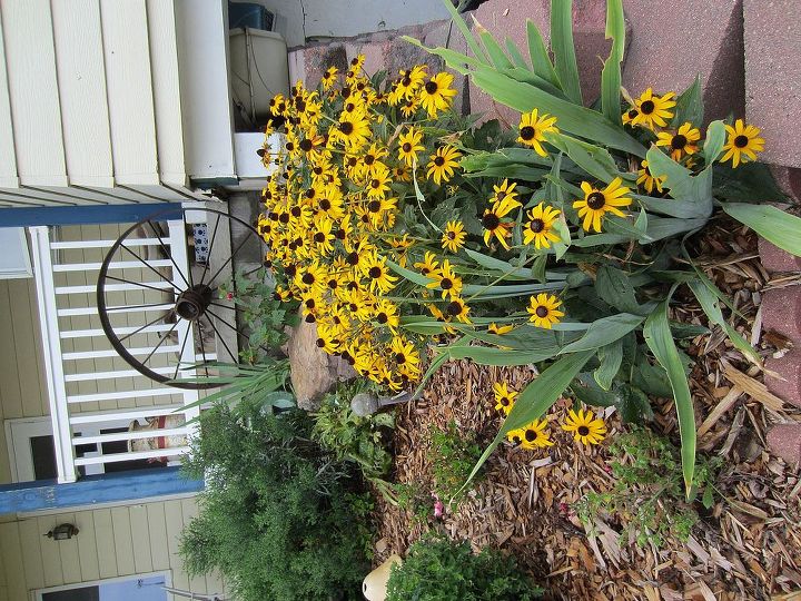 my 2013 garden, flowers, gardening, perennials