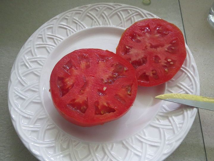 tomato, gardening