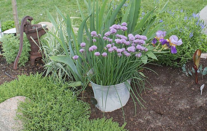 recycling an old bucket, flowers, gardening, repurposing upcycling, a friend was going to throw this old bucket away because it didn t have a bottom I took it home and put it over my chive plant this spring it adds some character to my flower bed